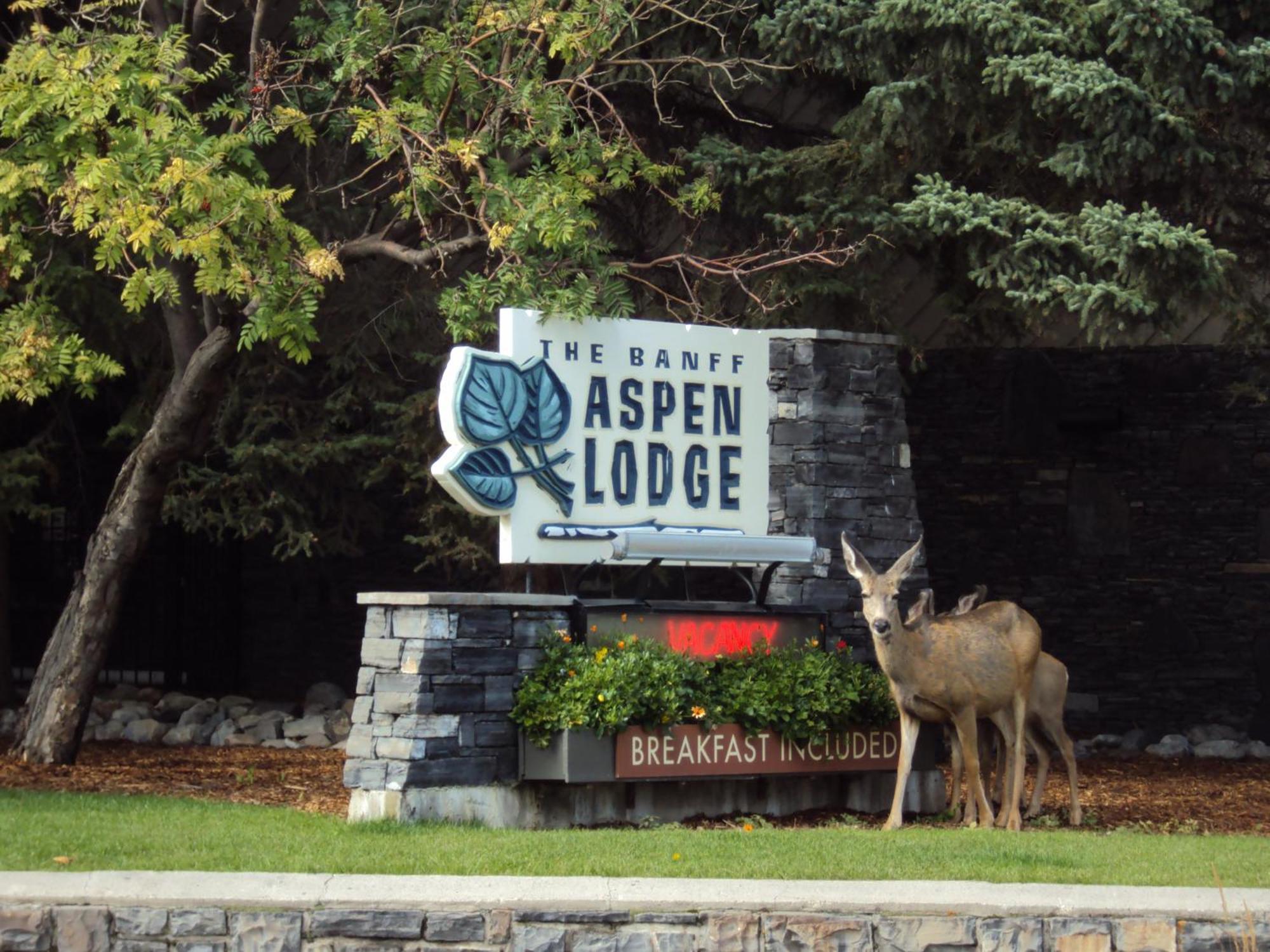 Banff Aspen Lodge Екстериор снимка