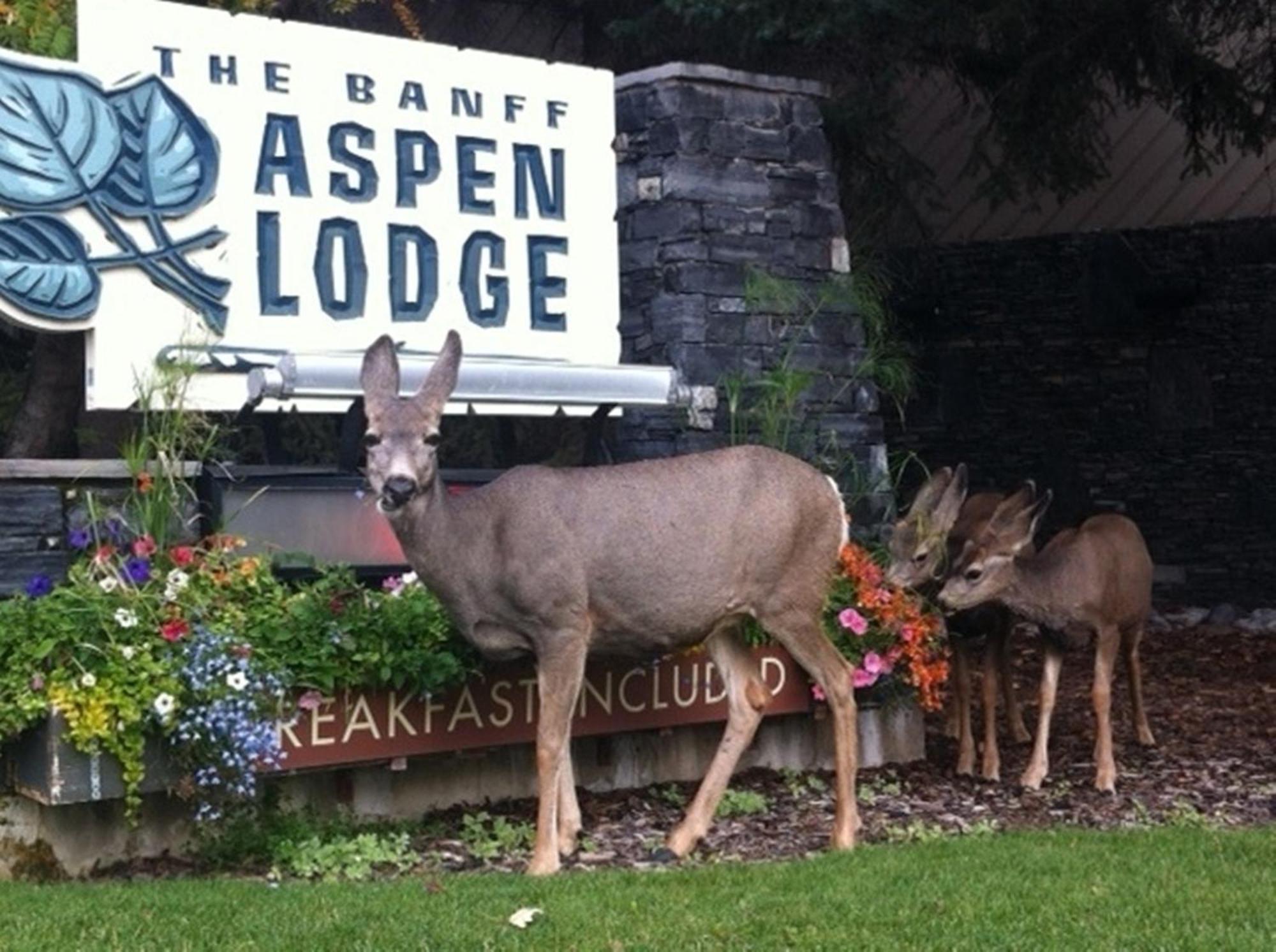 Banff Aspen Lodge Екстериор снимка